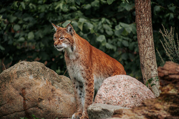 Eurasian lynx standing among granite boulders beside a tree in dense green woodland, detailed wildlife portrait of a wild forest cat in natural habitat © Natans