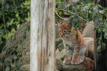 Eurasian lynx resting on a rock behind weathered wooden posts and leafy branches in a natural enclosure, wildlife portrait with forest vegetation © Natans
