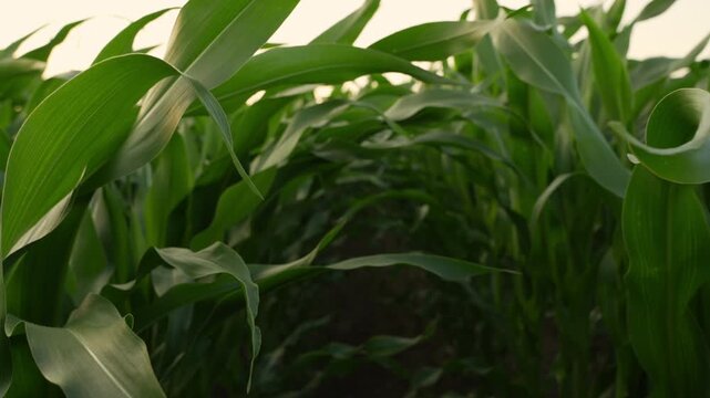 Moving through green corn rows in an agricultural field. Point of view perspective inside a farm plantation during sunset