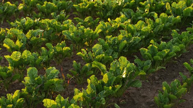 Agricultural field with young sugar beet plants growing in rows during a golden sunset, revealing a sustainable farming concept