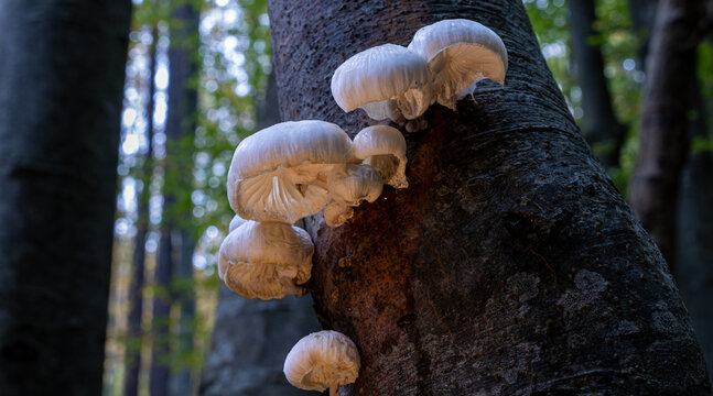 Wild white mushrooms growing on a tree trunk in a forest   