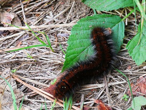 Hairy, black- and reddish-brown-colored caterpillar of the fox moth (Macrothylacia rubi) crawling across the forest floor.