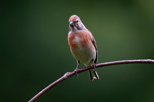 Linotte m&eacute;lodieuse,