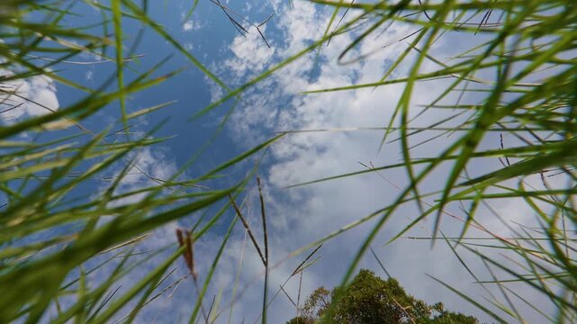 Looking Up at the Sky from Among the Grass