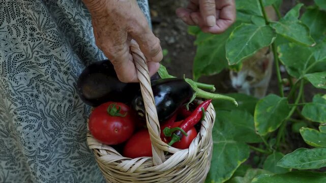 vegetable gardening at the backyard