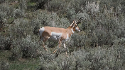 Pronghorn antelope moves through sagebrush plains. Graze area features dry grasses and scattered shrubs. Animal appears alert, scanning surroundings cautiously © Mark