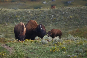 Bison family grazes in open grassland. Mother and calf move together through wildflowers. Adult bison watches closely, protective. Green hills stretch behind them, quiet and vast. Perfect for wildlife © Mark