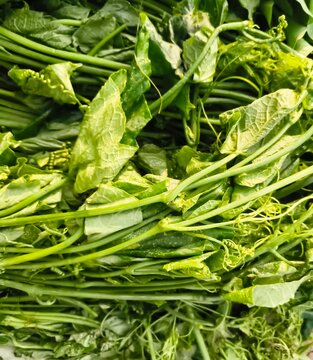 Chayote shoots (pucuk labu siam) are tender leafy greens with crisp stems and delicate tendrils. Mild in flavor and rich in fiber, they are popular in tasty Indonesian stir-fries and soups