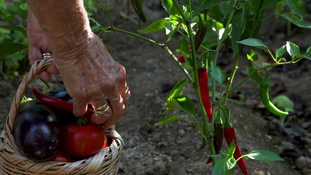 vegetable gardening at the backyard