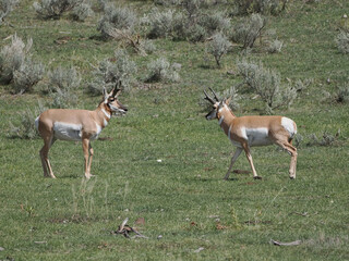 Two pronghorn antelopes stand in open grassland. They face each other, alert and curious. Sparse sagebrush dots the green terrain. The scene suggests natural, wild habitat. Ideal for wildlife, nature © Mark