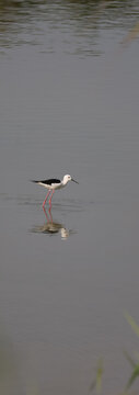 A black-winged stilt walks through calm water, its reflection visible on the surface.