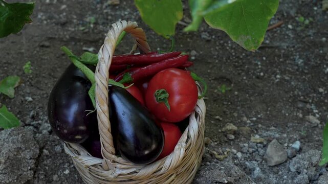 vegetable gardening at the backyard