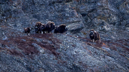 Musk Ox Family in East Greenland National Park © Jim and Lynne Weber