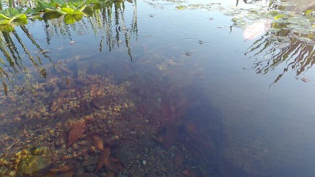 Water Striders Moving Across the Water Surface
