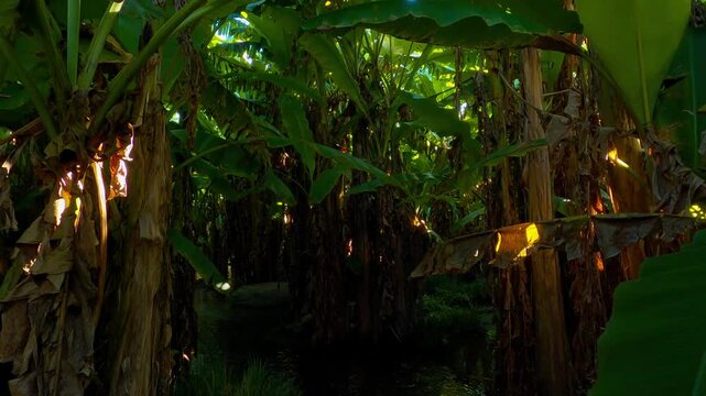 Upward Camera Movement Along a Banana Tree