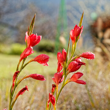 Deux plantes de crocosmias