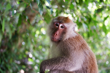 Wild monkey perched in the lush rainforest foliage of Malaysia. © Miguel