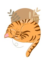 A sleeping ginger tabby cat curled up. © Cat & Tale