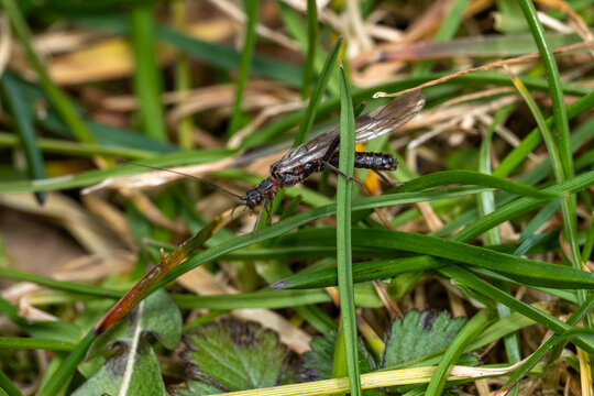 Winter Stoneflies on grass