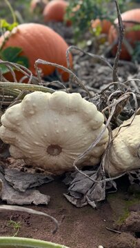 pumpkin patch