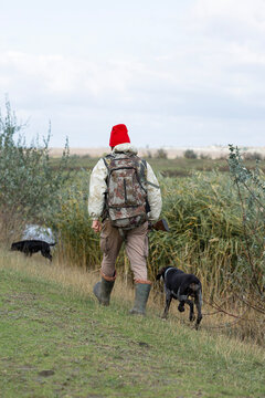 A hunter with his dogs, a spaniel and a german pointer, walk along the reeds in search of a pheasant.
