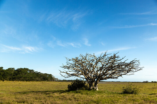 solitary tree in field, De Hoop Nature Reserve, South Africa