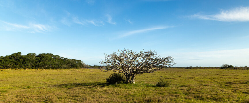 solitary tree in field, De Hoop Nature Reserve, South Africa