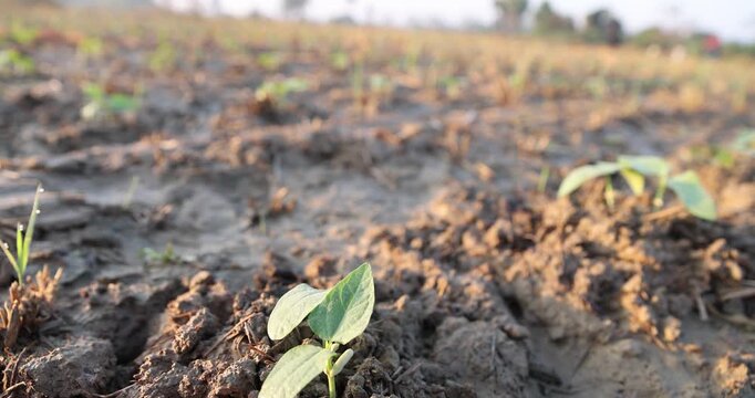 Close-up of a small young plant growing out of dry fertile soil during golden hour daylight on an agricultural farm.