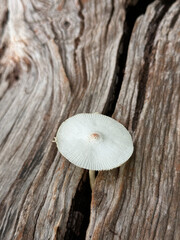 mushroom on wood © Huzai