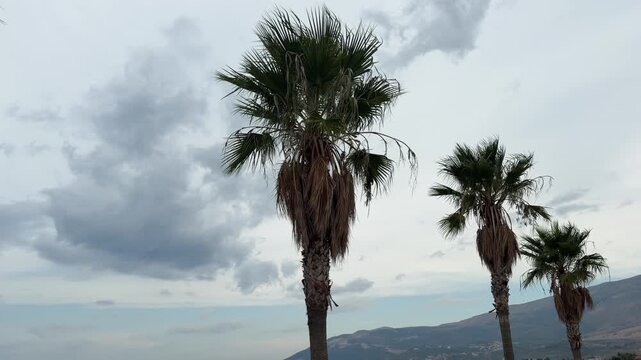 Tall Palm Trees Standing Against Cloudy Sky With Distant Mountain Range 