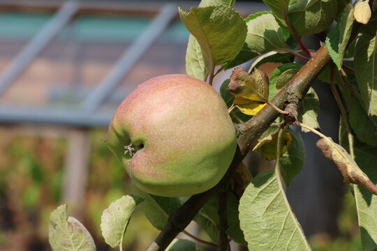 Malus domestica 'Gloria Mundi'. Close up of large cooking apple attached to tree with oblong heavily ridged shape.  