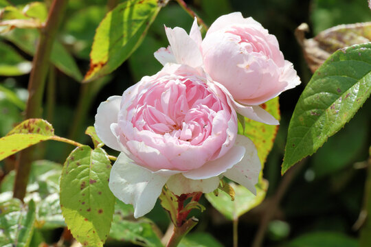 Rosa [Silas Marner] ('Ausraveloe'). Close up of a cupped double mid pink English shrub rose flower with paler petals on the reverse.  David Austin breeder. 