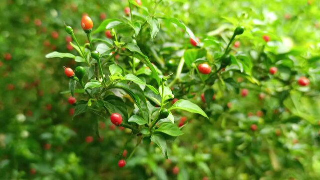 Close up view of fresh wild chiltepe capsicum annuum chili peppers native to Guatemala, Central America growing on a green plant branch