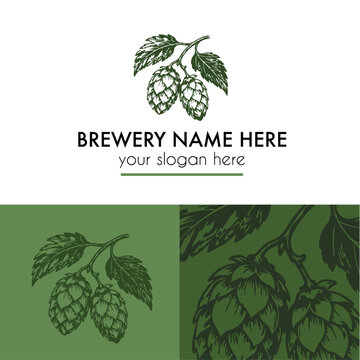 Hand drawn logo design of hop cluster and leaves for a brewery, branding is in vector