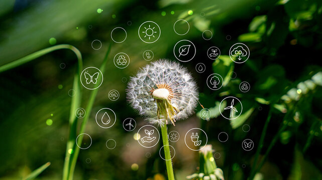 Climate and sustainability concept with dandelion in sunlight.