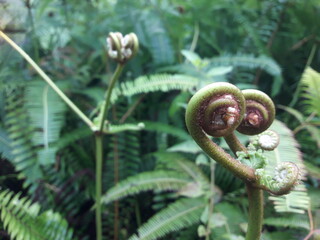 A close-up view of a young green fern frond unfurling in a spiral shape in the wild, set against a backdrop of a lush, green tropical forest—macro photography. © SyarTok