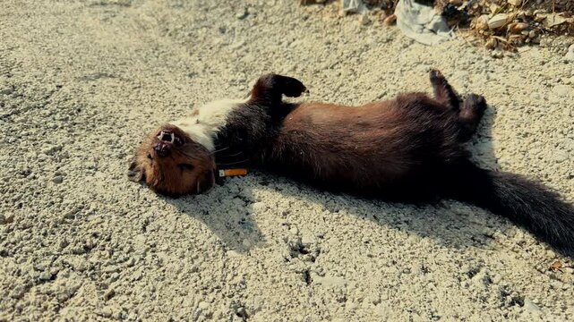 Dead Marten Lying On Back On Gravel Road Surface After Traffic Accident