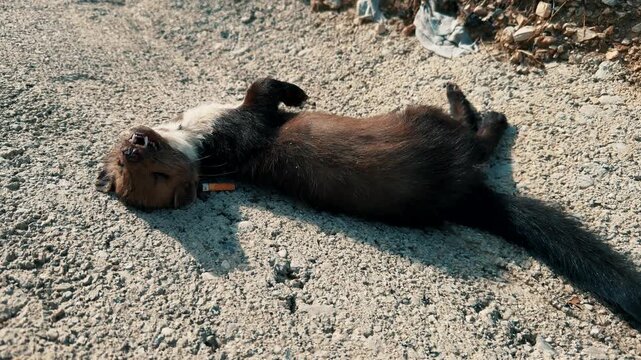 Lifeless Animal Lying On Gravel Road After Traffic Accident. Roadkill 