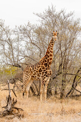 Full Body Portrait of African Giraffe Standing in Dry Savanna Woodland © Gina Mako