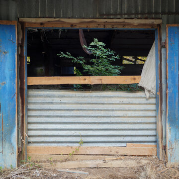 Neglected building entrance partly blocked by corrugated metal and wooden planks, with weathered blue doors and green plants growing inside the dark, deteriorating structure