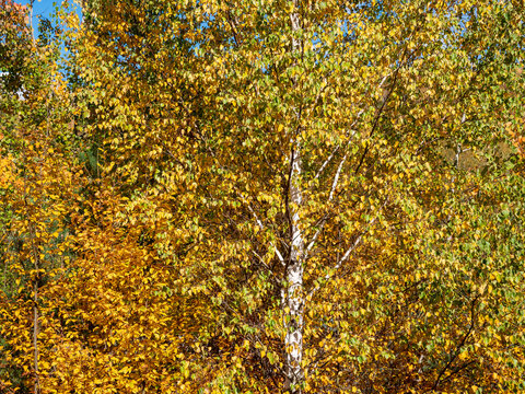 White birch tree trunk surrounded by dense golden yellow and green autumn foliage. Sunlit branches and colorful leaves create a vibrant natural fall woodland scene.