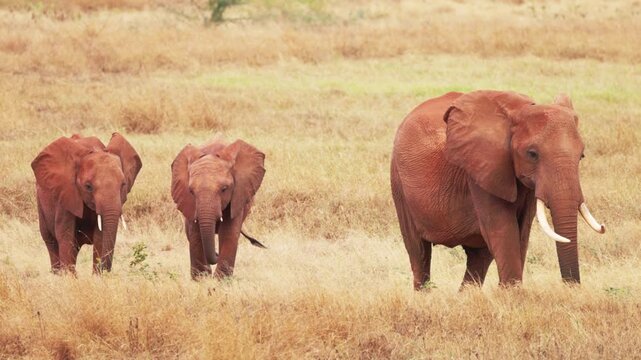 An African elephant walks through the dry grasslands of Tsavo East National Park, Kenya, displaying its large tusks and reddish-brown skin characteristic of the region.