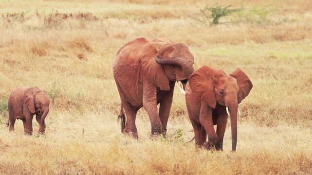 An African elephant walks through the dry grasslands of Tsavo East National Park, Kenya, displaying its large tusks and reddish-brown skin characteristic of the region.