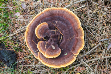 Velvet-top fungus (Phaeolus schweinitzii) grows on the ground in National Park Drents-Friese Wold, Netherlands © venemama