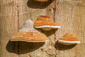 Tinder fungus clusters grow on a beech tree trunk in Drenthe near Diever, Netherlands © venemama
