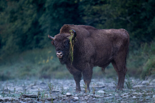 European Bison - Bison bonasus, large European even-toed ungulate native to North and East European forests and woodlands, Poland.