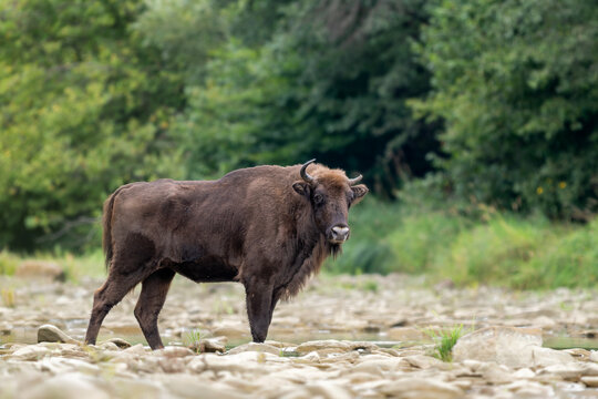 European Bison - Bison bonasus, large European even-toed ungulate native to North and East European forests and woodlands, Poland.