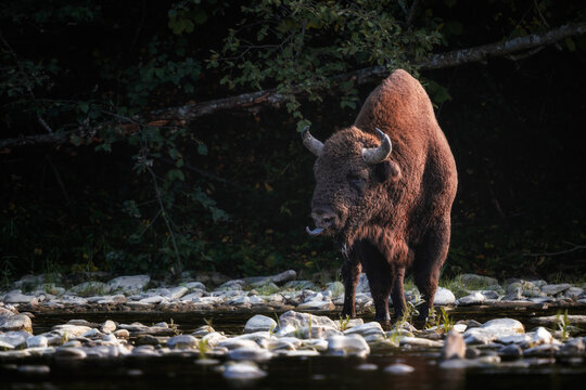 European Bison - Bison bonasus, large European even-toed ungulate native to North and East European forests and woodlands, Poland.