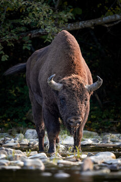 European Bison - Bison bonasus, large European even-toed ungulate native to North and East European forests and woodlands, Poland.
