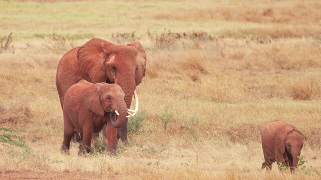 An African elephant walks through the dry grasslands of Tsavo East National Park, Kenya, displaying its large tusks and reddish-brown skin characteristic of the region.